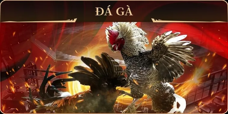 Bí Kíp Chơi Đá Gà GA28 Tại 98Win Thắng Cược Dễ Dàng Hơn 2 Bí Kíp Chơi Đá Gà GA28 Tại 98Win Thắng Cược Dễ Dàng Hơn