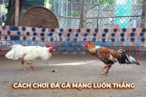 Hướng Dẫn Chơi Đá Gà Sabong Tại 98Win Thắng Lớn Nhanh Chóng