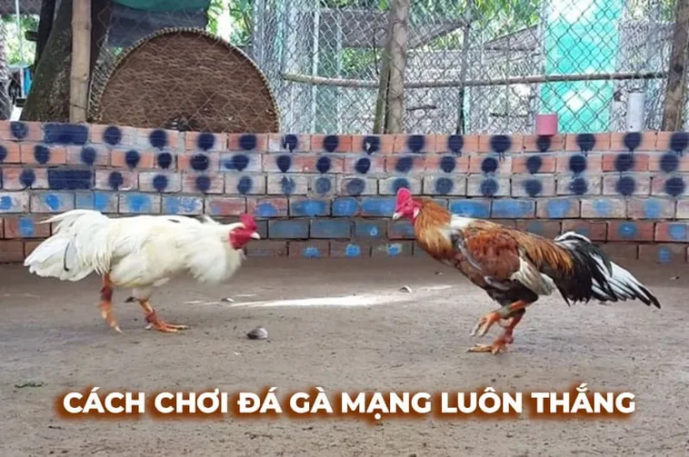 Hướng Dẫn Chơi Đá Gà Sabong Tại 98Win Thắng Lớn Nhanh Chóng